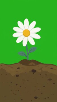 A simple flat vector illustration of a white daisy flower growing out of the soil isolated on a green screen chroma key background.