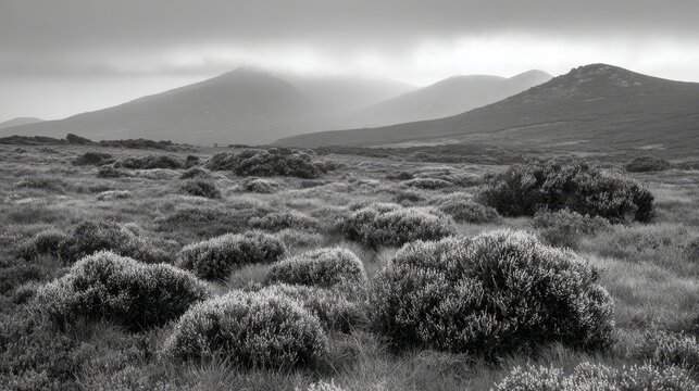Desolate windswept moorland engulfed in thick grey fog with hazy mountains in the background