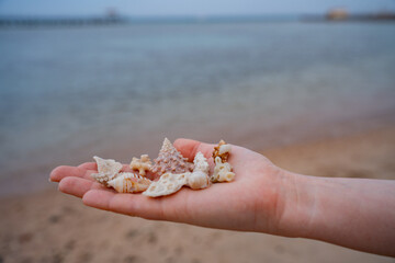 Epic summer beach vacation hand with seashells texture.  Cinematic close up of tourist holding exotic sea shells  and white coral reef fossils over blurry ocean water.  © Yar
