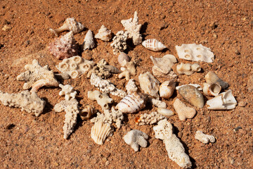 Epic ocean seashells and coral pieces on sand texture background.  Cinematic top-down macro view of exotic sea shells  and white marine fossils on sunny orange desert ground.  © Yar