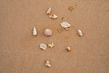 Epic ocean seashells and coral pieces on sand texture background.  Cinematic top-down macro view of exotic sea shells  and white marine fossils on sunny orange desert ground.  © Yar