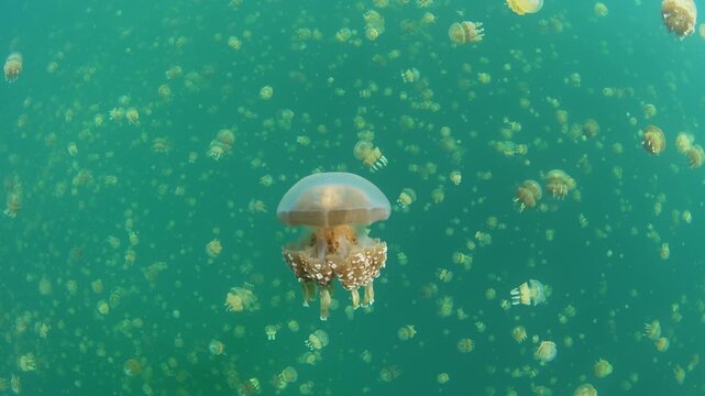 Golden jellyfish, Mastigias papua etpisoni, aggregate in Palau's famed Jellyfish Lake. This remote and beautiful marine lake is one of the unique places to snorkel on planet Earth.