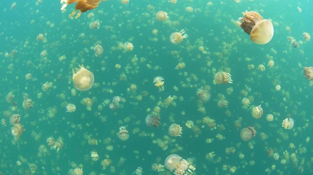 Golden jellyfish, Mastigias papua etpisoni, aggregate in Palau's famed Jellyfish Lake. This remote and beautiful marine lake is one of the unique places to snorkel on planet Earth.