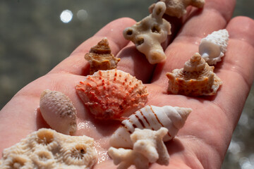 Epic summer beach vacation hand with seashells texture.  Cinematic close up of tourist holding exotic sea shells  and white coral reef fossils over blurry ocean water.  © Yar