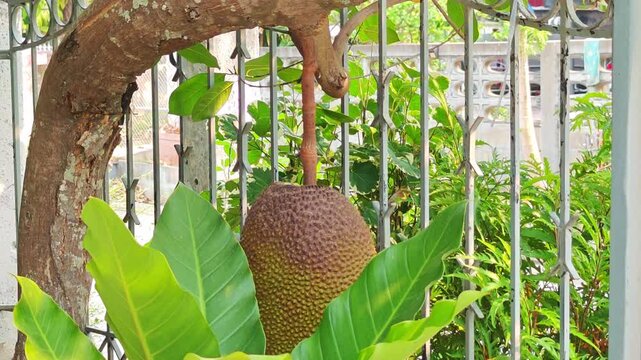 Jackfruit on the tree, Thai fruit ,Nearly ripe