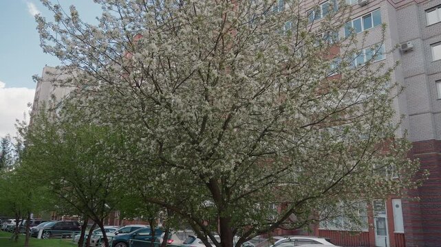 Urban street blossom panorama full tree canopy, wide view of flowering tree lining residential avenue, red brick facades and parked cars in background, scattered petals on sidewalk, soft spring light