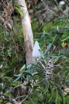 Acorn Banksia (Banksia prionotes)  with new inflorescence, South Australia