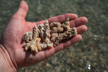 Epic summer beach vacation hand with seashells texture.  Cinematic close up of tourist holding exotic sea shells  and white coral reef fossils over blurry ocean water.  © Yar
