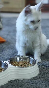 Cute Maine Coon cats eating dry pet food from feeding bowls at home, closeup. Camera moving left