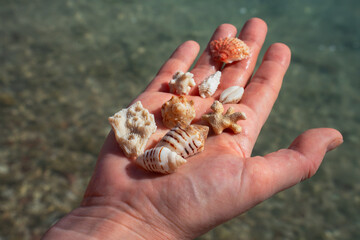 Epic summer beach vacation hand with seashells texture.  Cinematic close up of tourist holding exotic sea shells  and white coral reef fossils over blurry ocean water.  © Yar
