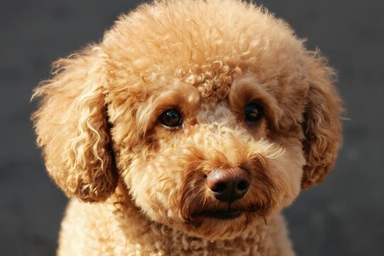 Close up portrait of cute apricot poodle puppy dog looking at camera. Its fluffy curly fur and innocent eyes are charming. Small adorable pet sits outdoors in natural light.