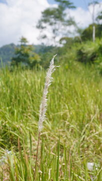 Alang-alang or Cogon grass