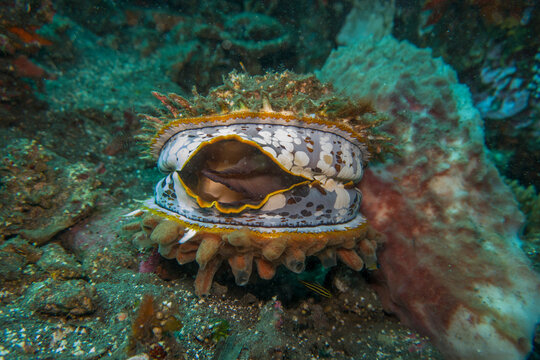 Gro&szlig;e Variable Stachelauster (Spondylus varius)
