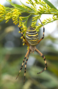 Spider silk spinning. Wasp spider (Argiope bruennichi). Spider creating web
