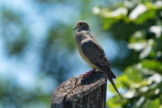 The mourning dove (Zenaida macroura) is a member of the dove family, Columbidae.