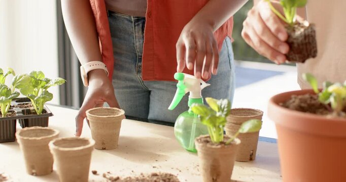 African American friends transplanting seedlings into peat pots at table, hand offering root ball