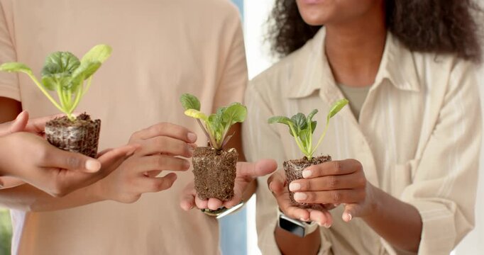 African American couple holding 3 seedlings in plugs checking growth and feeling leaves by window