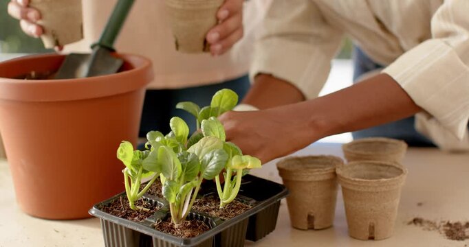 African American couple spotting seedling tray taking peat pot potting seedling on porch for growth