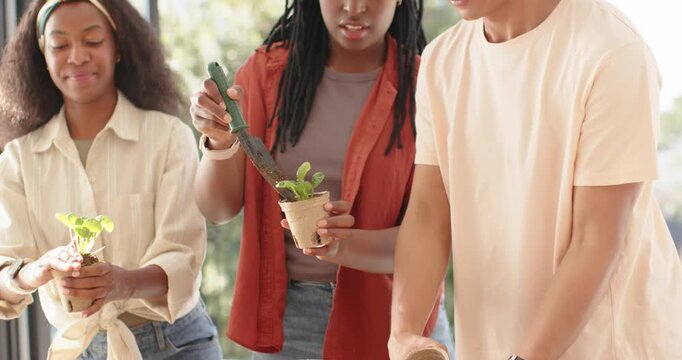 African American friends potting seedlings after lifting tray by window, moving into terracotta pot