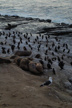 sea lions on the beach