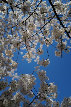 blooming cherry tree