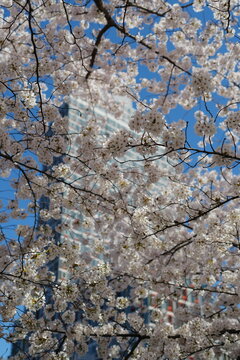 cherry blossom in spring
