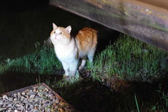 cat in the garden