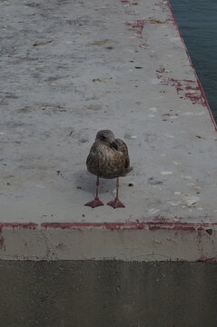 seagull on the pier