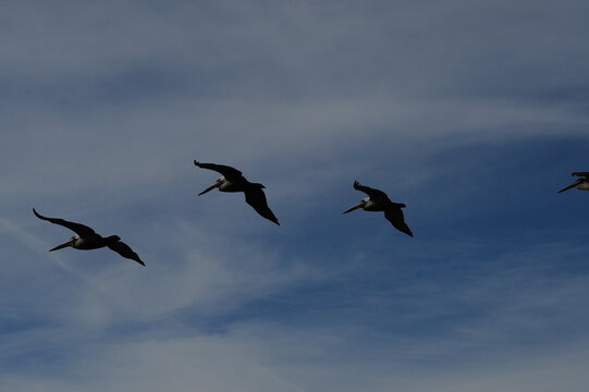 flock of seagulls