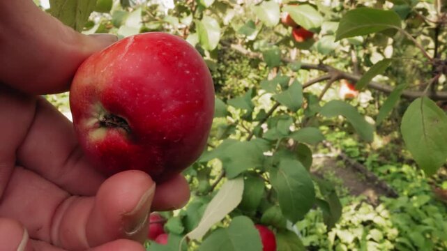 Macro closeup hand holding apple during tactile inspection, thumb pressing near bruise, orchard foliage background, harvest selection scene with realistic skin texture and natural lighting