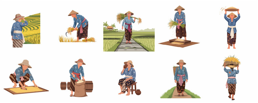 Set of traditional Indonesian female rice farmers in kebaya working in paddy fields, harvesting and processing grain, flat vector illustration.