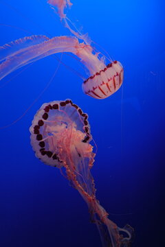 jelly fish in aquarium