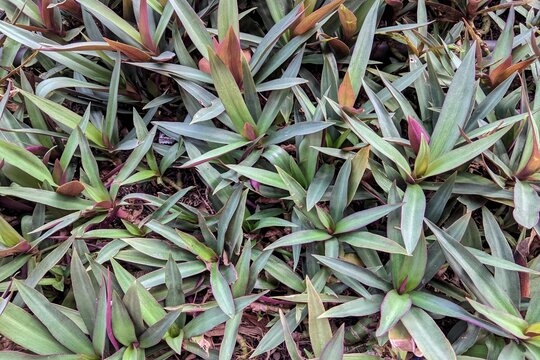​Dense growth of Tradescantia pallida plants with green and purple leaves in a garden