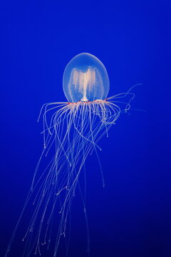 sea nettle jellyfish
