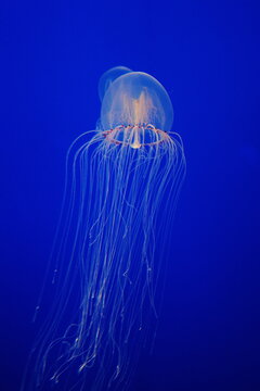 jelly fish in the sea