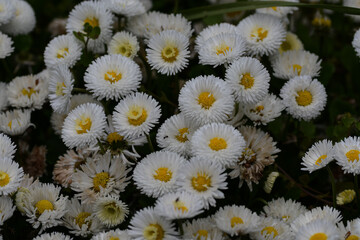 White Bellis perennis flowers with yellow centers – Freundschaftsinsel Potsdam, Germany © Jrg