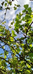 Fototapeta premium green leaves against blue sky