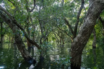 Fototapete Badezimmer A serene mangrove forest in Tonle Sap, Cambodia., with trees growing out of the water, creating a unique and tranquil natural landscape. ,  © Zenstratus