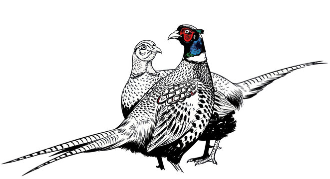 Pheasants standing side by side together.