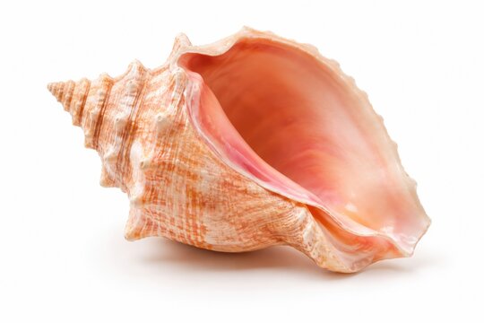 Pink Conch Shell Isolated on White Background, Glossy Tropical Seashell Close Up for Beach Decor, Ocean Collection, Coastal Design and Summer Travel Concepts