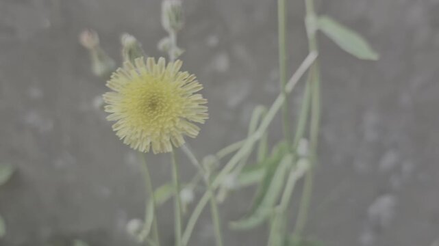 Close up of a blooming yellow wild flower