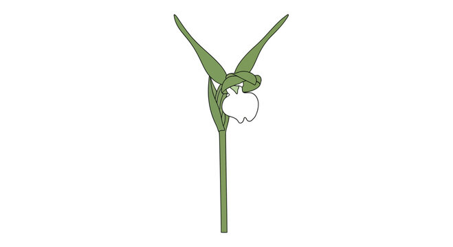 A detailed botanical illustration of a white lady slipper orchid flower.