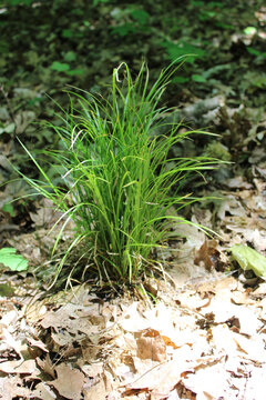 Pennsylvania woodland sedge in sun at Camp Ground Road Woods in Des Plaines, Illinois