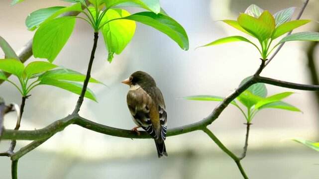 Close up of a beautiful small finch songbird with brown and yellow plumage perched on a tree branch surrounded by bright green leaves in a sunny natural habitat.
