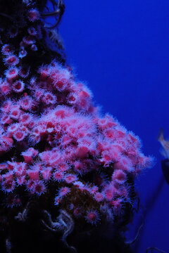 Sea anemone