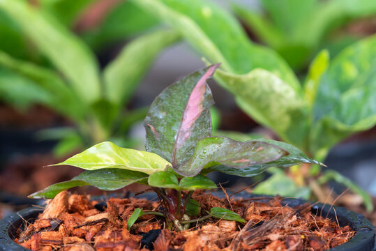 Young Aglaonema Fortune plant growing nursery pot colorful foliage fresh leaves showcasing ornamental gardening healthy tropical growth