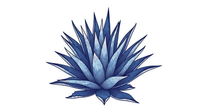 Blue agave plant close up view.