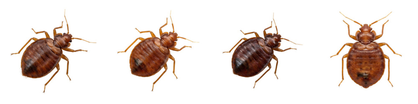 Bed Bug Insect Collection: High-Resolution Macro Photography Featuring Multiple Angles of Cimex Lectularius Specimens Isolated on a Professional White Background
