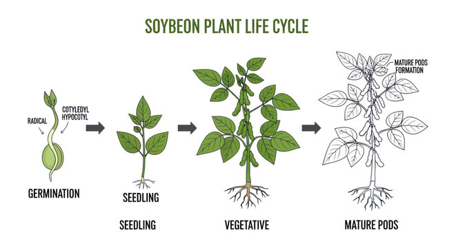 Soybean plant growth stages illustration.