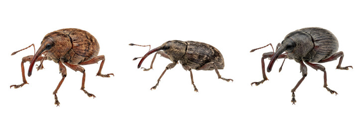 Acorn Weevil Beetle Collection: Macro Photography of Curculio Beetles with Distinct Snouts Isolated on White Background for Entomology and Nature Education © Dynamic Shoots